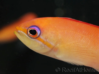 Pseudanthias dispar 5-7 cm