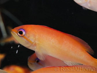 Pseudanthias dispar 5-7 cm