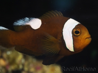 Amphiprion polymnus (le couple) 5-7 cm