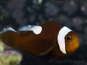 Amphiprion polymnus (le couple) 5-7 cm