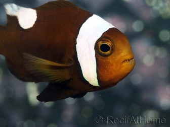 Amphiprion polymnus (le couple) 5-7 cm