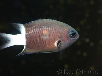 Chromis bicolor 3-5 cm