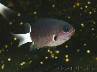 Chromis bicolor 3-5 cm