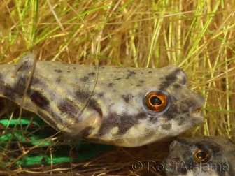 Tetraodon lineatus FAHAKA