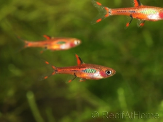 Rasbora moustique - Boraras brigittae (Asie)