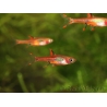 Rasbora moustique - Boraras brigittae (Asie)