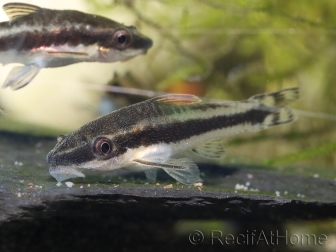 Otocinclus - Macrotocinclus affinis (Amérique du Sud)