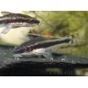 Otocinclus - Macrotocinclus affinis (Amérique du Sud)