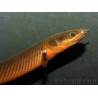 Erpetoichthys calabaricus 15cm