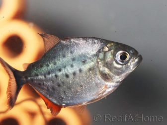 Pygocentrus nattereri 2cm - Piranha gorge rouge