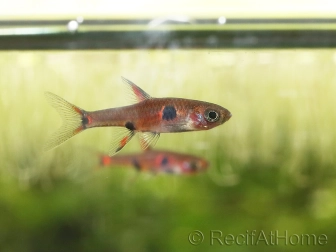 Boraras maculatus - Rasbora nain (Asie)