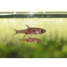 Boraras maculatus - Rasbora nain (Asie)