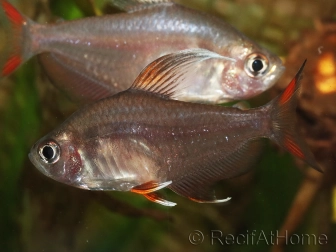 Tétra rosé - Hyphessobrycon bentosi L