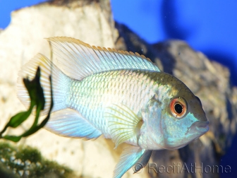 Nannacara sp. néon bleu (Amérique du sud)