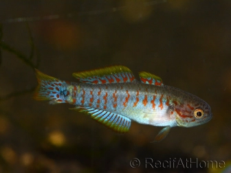 Tateurndina ocellicauda - Gobio arc en ciel (Australie/Papouasie)