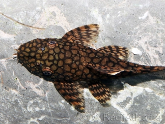 Ancistrus wabenmuster (Amerique du sud)