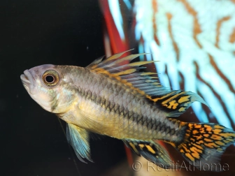 Apistogramma cacatuoides (Amérique du Sud)