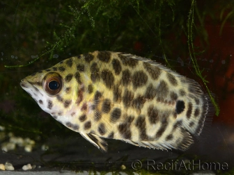 Ctenopoma acutirostre (Afrique centrale)