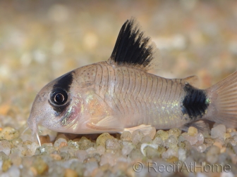 Corydoras panda - Corydoras panda (Amérique du Sud)