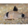 Corydoras panda - Corydoras panda (Amérique du Sud)