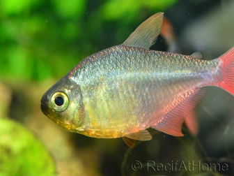 Tétra de colombie - Hyphessobrycon colombianus (Amérique du Sud) 