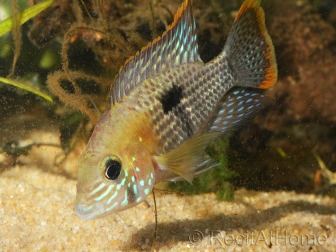 Aequidens rivulatus - Terreur verte (Amérique du Sud)