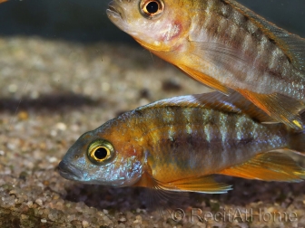 Aulonocara sp. (Malawi)