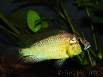 Astatotilapia burtoni yellow form (Tanganyika)