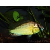 Astatotilapia burtoni yellow form (Tanganyika)