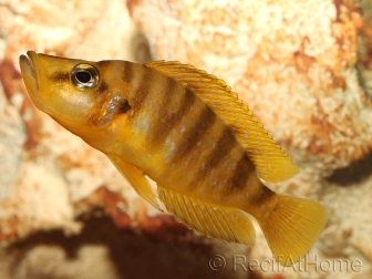 Lamprologus compressiceps yellow chaitika (Tanganyika)