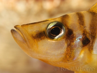 Lamprologus compressiceps yellow chaitika (Tanganyika)