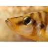 Lamprologus compressiceps yellow chaitika (Tanganyika)