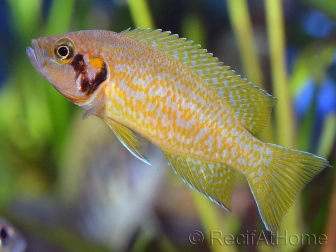 Cichlidé jonquille - Neolamprologus helianthus (Afrique - Lac  Tanganiyka)