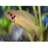 Cichlidé jonquille - Neolamprologus helianthus (Afrique - Lac  Tanganiyka)