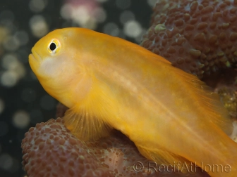 Gobiodon okinawae 1,5-3 cm