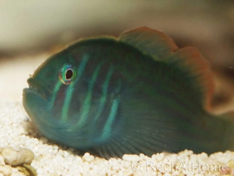 Gobiodon histrio 1,5-3 cm