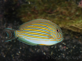 Acanthurus lineatus 6-9 cm