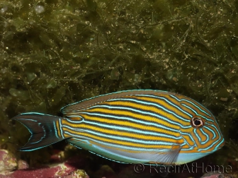 Acanthurus lineatus 6-9 cm