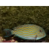 Acanthurus lineatus 6-9 cm