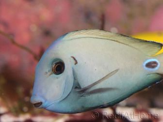 Acanthurus tennenti 6-9 cm