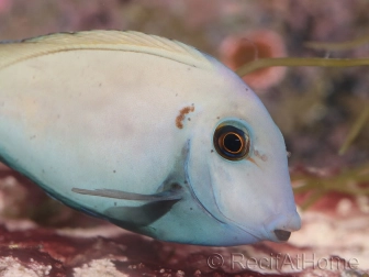 Acanthurus tennenti 6-9 cm