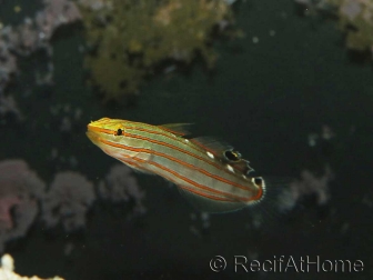 Koumansetta rainfordi (ex Amblygobius) 3-5 cm