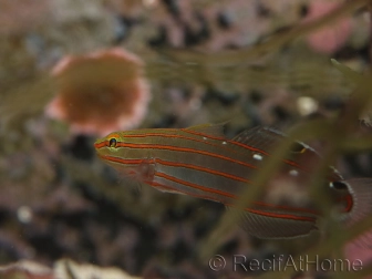 Koumansetta rainfordi (ex Amblygobius) 3-5 cm