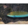 Thalassoma lunare 15-18 cm