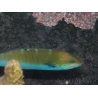 Thalassoma lunare 15-18 cm