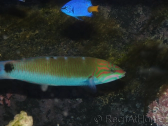 Thalassoma lunare 15-18 cm