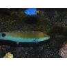 Thalassoma lunare 15-18 cm