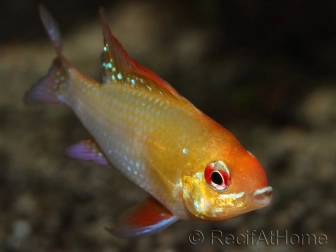 Ramirezi gold - Mikrogeophagus ramirezi (Amerique du sud)