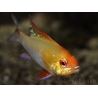 Ramirezi gold - Mikrogeophagus ramirezi (Amerique du sud)