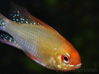 Ramirezi gold - Mikrogeophagus ramirezi (Amerique du sud)